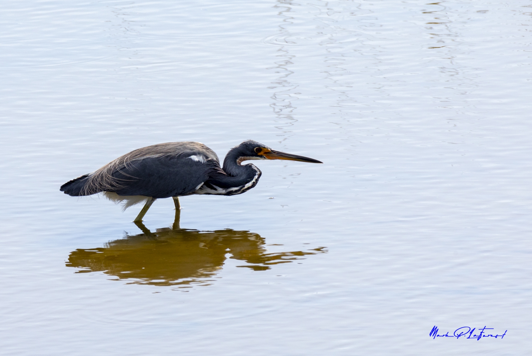 /gallery/north_america/USA/Texas/port aransas/Tricolored Heron Port Aransas TX 2020-002_med.jpg